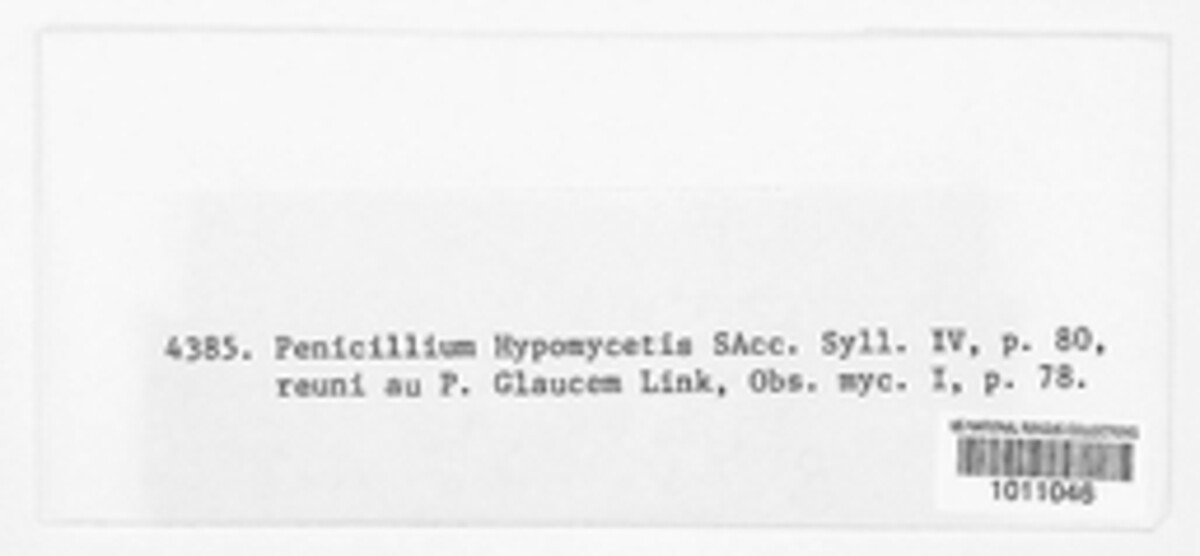 Penicillium hypomycetis image